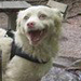 lenti a contatto per animali