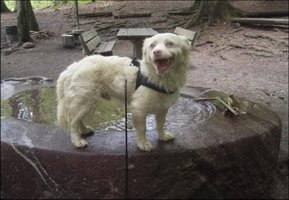 lenti a contatto per animali