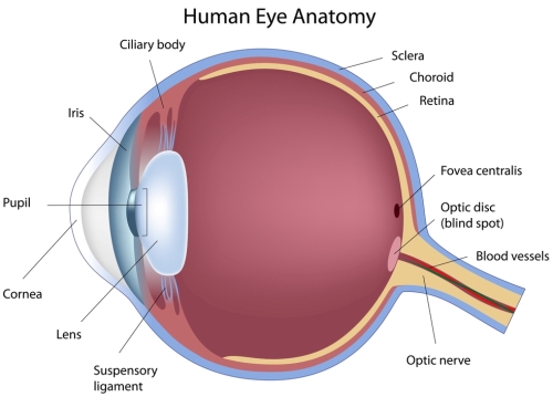 Why the health of your eyes says so much about your general wellbeing